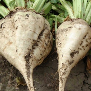 Suikerbietenzaden | Erfstuk | Biologisch