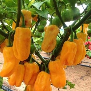 Semi di peperoncino Habanero giallo dolce / Biologico