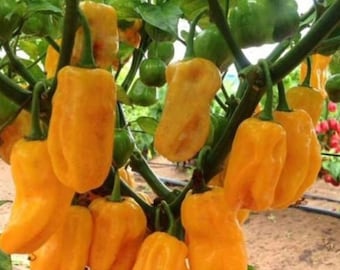 Semillas de pimiento habanero amarillo dulce / Orgánico