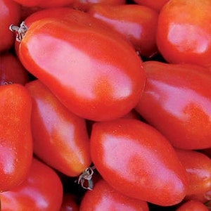 May include: A close-up of a pile of red, ripe tomatoes. The tomatoes are oval-shaped and have a smooth, glossy skin.