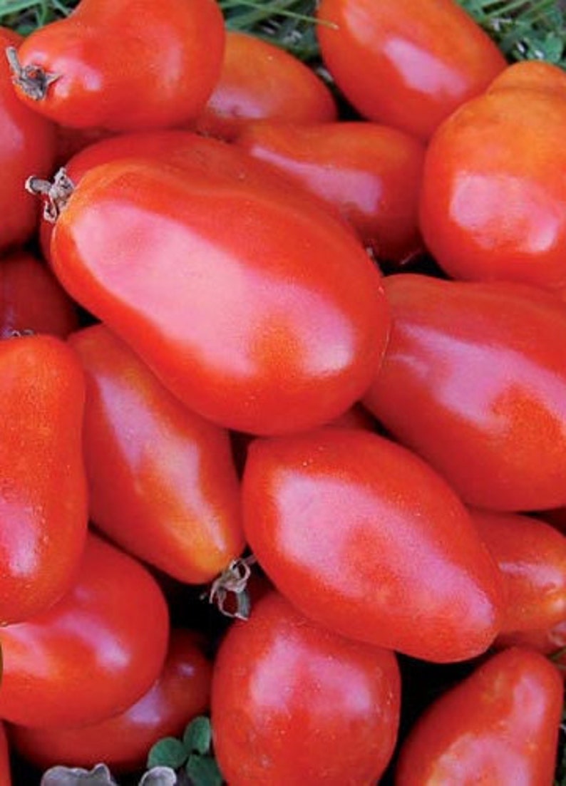 MurraySeedCo Martino's Roma Tomato Seeds