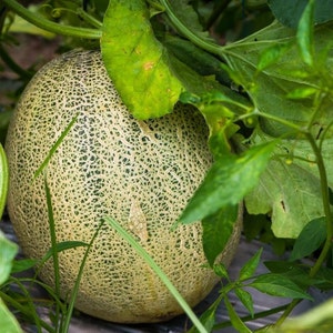 May include: A ripe cantaloupe melon with a textured, light green rind, partially obscured by green leaves and vines. The melon is round and appears ready for harvest, nestled among the foliage.