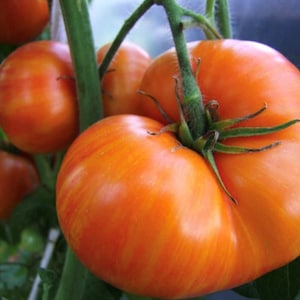 Dwarf Confetti Tomato Seeds | Organic