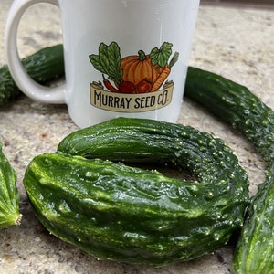 Suyo Long Cucumber Seeds | Heirloom | Organic