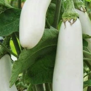 Casper weiße Aubergine Samen | Erbstück | Bio