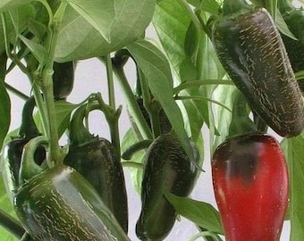 Early Jalapeno Pepper Seeds | Hot | Organic
