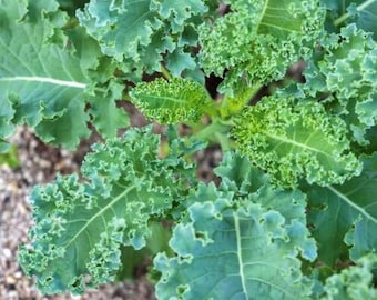 White Russian Kale Seeds | Organic