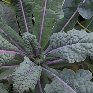 Oogverblindende blauwe boerenkoolzaden