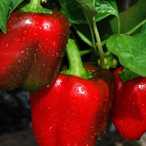 Big Red Sweet Pepper Seeds | Heirloom | Organic