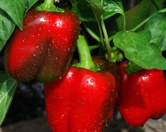 Semi di peperone dolce rosso grande / Cimelio / Biologico