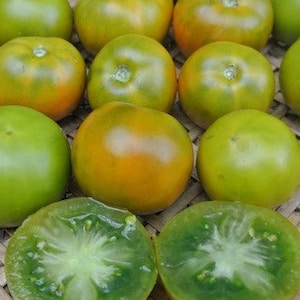 Graines de tomates salade vert citron | Biologique