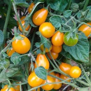Flaming Burst Tomato Seeds | Heirloom | Organic