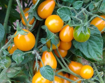 Flaming Burst Tomato Seeds | Heirloom | Organic