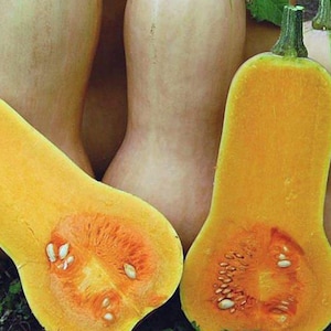 Wyprzedaż** 1 uncja (200-300 nasion) nasion dyni zimowej Waltham Butternut | Heirloom