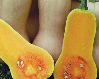 Sale** 1 Oz (200-300 Seeds) Waltham Butternut Winter Squash Seeds | Heirloom