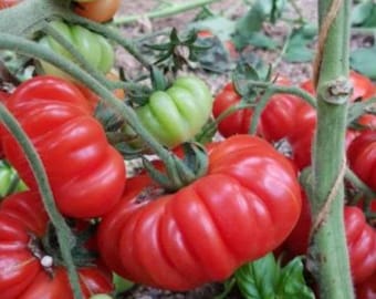 Semillas de tomate Costoluto Genovese / Heirloom / Orgánico