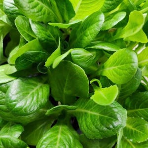 May include: Close-up of fresh, vibrant green romaine lettuce leaves. The leaves are tightly packed, showcasing their natural texture and color. This image highlights the freshness and quality of the leafy green vegetable.