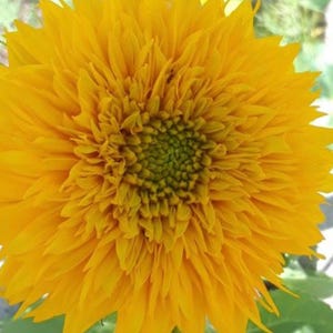 Semillas de girasol con forma de osito de peluche