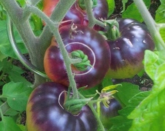 Blue Beauty Tomato Seeds | Organic