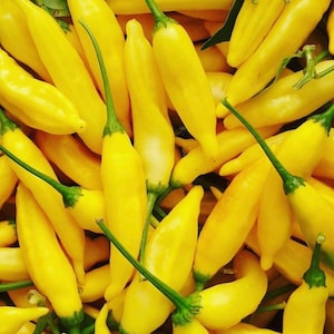 Lemon Drop Pepper Seeds | Hot | Organic | Aji Lemon Drop