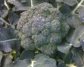 Semillas de brócoli verde de Calabrese / Heirloom / Orgánico