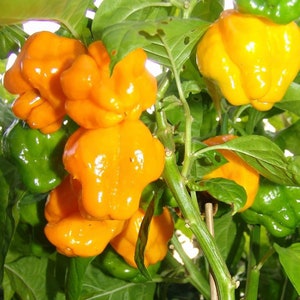 Yellow Scotch Bonnet | Hot Pepper Seeds | Organic | Heirloom