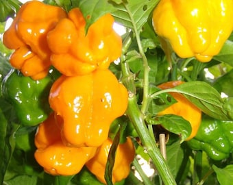 Yellow Scotch Bonnet | Hot Pepper Seeds | Organic | Heirloom