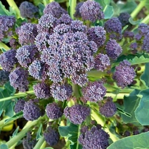 Graines de brocoli à germination violette | Héritage | Biologique