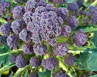 Semillas de brócoli morado germinado / Variedad tradicional / Orgánico