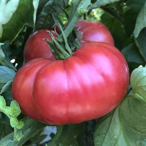 Kolb Tomato Seeds | Heirloom | Organic