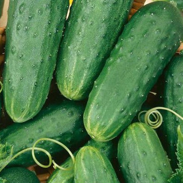 Homemade Pickles Cucumber Seeds | Heirloom | Organic