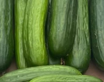 テンダーグリーン ゲップが出にくいキュウリの種 | 在来種