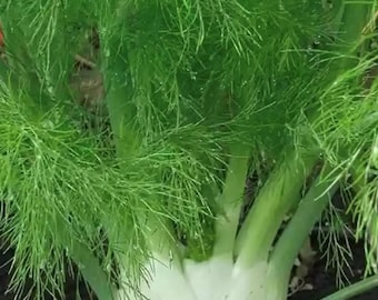 Semillas de hinojo dulce / Heirloom