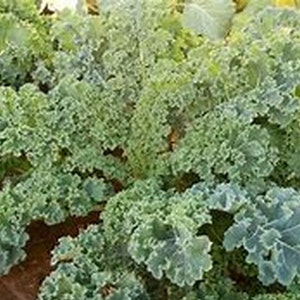 Dwarf Siberian Kale Seeds | Organic
