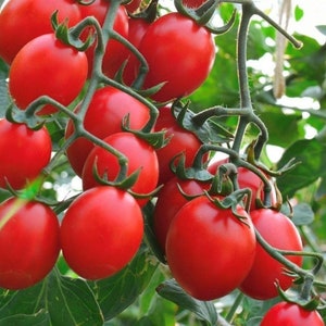 Principe Borghese Tomate Samen | Erbstück