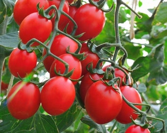 Principe Borghese Tomato Seeds | Heirloom