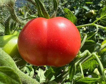 Semillas de tomate rosa claro / Orgánico / Reliquia