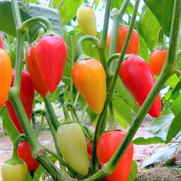 Santa Fe Grande Pepper Seeds | Hot | Organic