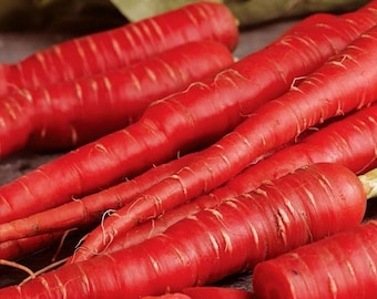 Atomic Red Carrot Seeds | Organic
