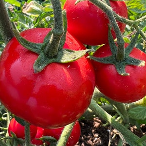Oregon Spring was developed by Oregon State University and released in 1984! This is a fantastic cool climate/short season tomato that matures extremely early and produces tons of delicious fruit that are up to 4 inches each.