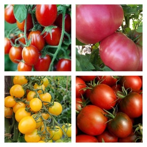 Short Season Tomato Mix | Seeds