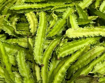 Semillas de frijol alado / Variedad tradicional / Orgánicas