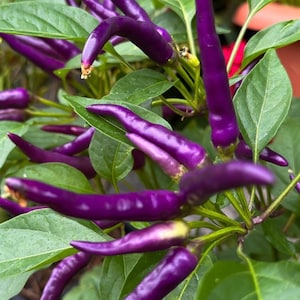 Buena Mulata Pepper Seeds | Hot |  Heirloom | Organic