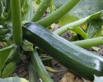Nasiona cukinii Black Beauty | Odmiany tradycyjne | Organiczne