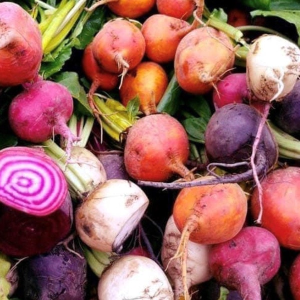 Heirloom Beet Mix | Heirloom | Organic