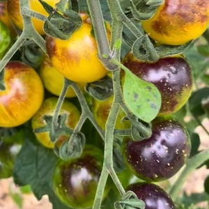 May include: Close-up of a cluster of ripe tomatoes on the vine. The tomatoes vary in color, with some displaying a vibrant yellow hue with brown patches, while others are a deep purple with speckled patterns. Green leaves and stems.