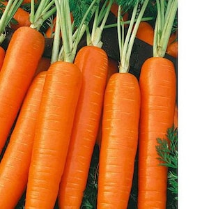 Scarlet Nantes Carrot Seeds | Heirloom | Organic