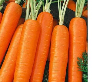 Scarlet Nantes Carrot Seeds | Heirloom | Organic