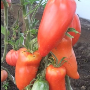 Hogsheart Paste Tomato Seeds | Heirloom | Organic