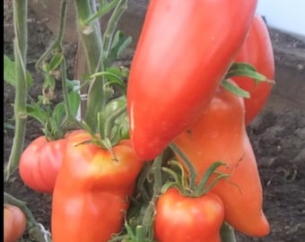 Hogsheart Paste Tomato Seeds | Heirloom | Organic